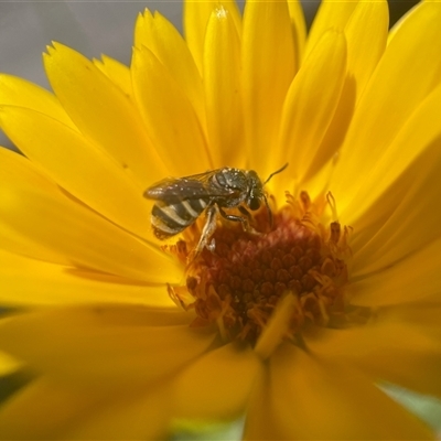 Lipotriches (Austronomia) phanerura (Halictid Bee) at Yarralumla, ACT - 29 Oct 2024 by PeterA