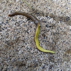 Unidentified Flatworm (Platyhelminthes) at Lake Cathie, NSW - 28 Oct 2024 by Chipper5