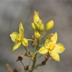 Bulbine bulbosa (Golden Lily, Bulbine Lily) at Yarralumla, ACT - 29 Oct 2024 by AlisonMilton