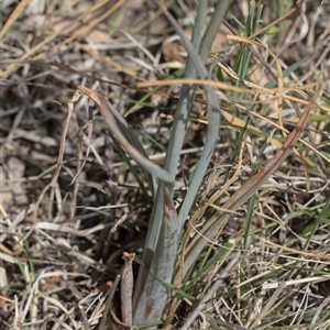 Bulbine bulbosa at Yarralumla, ACT - 29 Oct 2024