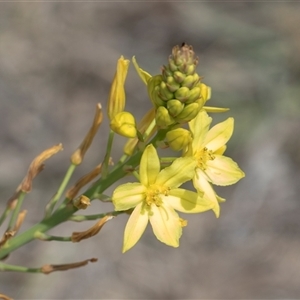 Bulbine bulbosa at Yarralumla, ACT - 29 Oct 2024