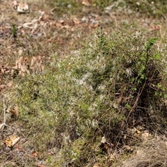 Clematis leptophylla (Small-leaf Clematis, Old Man's Beard) at Yarralumla, ACT - 29 Oct 2024 by AlisonMilton