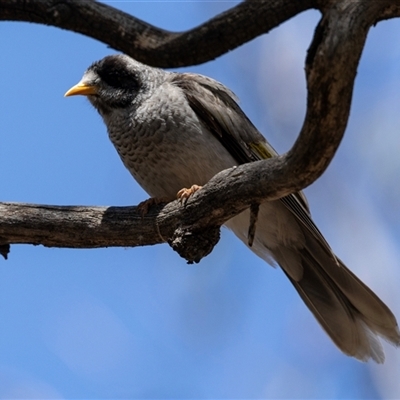 Manorina melanocephala (Noisy Miner) at Yarralumla, ACT - 29 Oct 2024 by AlisonMilton