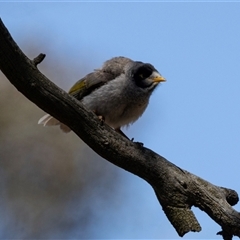 Manorina melanocephala at Yarralumla, ACT - 29 Oct 2024