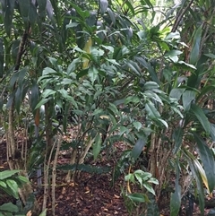 Citrus inodora at Edge Hill, QLD - 29 Oct 2024 07:59 AM