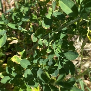 Medicago sativa at Whitlam, ACT - 29 Oct 2024