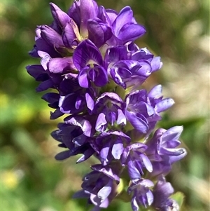 Medicago sativa at Whitlam, ACT - 29 Oct 2024