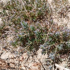 Styphelia humifusum (Cranberry Heath) at Cooma, NSW - 29 Oct 2024 by mahargiani