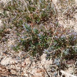 Styphelia humifusum at Cooma, NSW - 29 Oct 2024