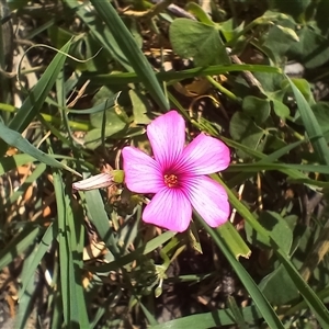 Oxalis articulata at Cooma, NSW - 29 Oct 2024 02:30 PM