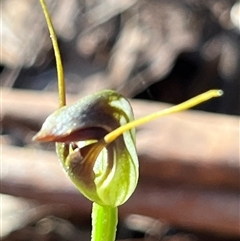 Pterostylis pedunculata (Maroonhood) at Needles, TAS - 19 Oct 2024 by Clarel