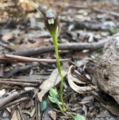 Pterostylis pedunculata at Needles, TAS - suppressed