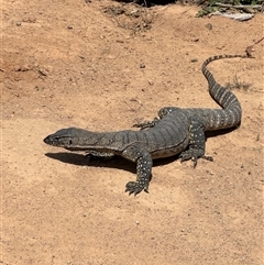 Varanus rosenbergi (Heath or Rosenberg's Monitor) at Rendezvous Creek, ACT - 29 Oct 2024 by jackfrench