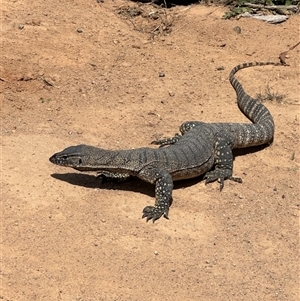 Varanus rosenbergi at Rendezvous Creek, ACT - 29 Oct 2024