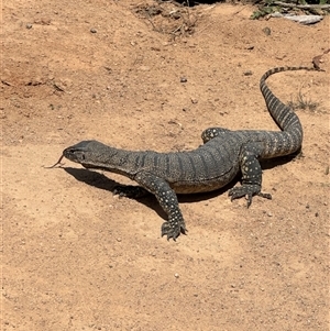 Varanus rosenbergi at Rendezvous Creek, ACT - 29 Oct 2024