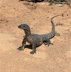 Varanus rosenbergi at Rendezvous Creek, ACT - 29 Oct 2024