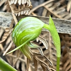 Pterostylis nutans (Nodding Greenhood) at Needles, TAS - 19 Oct 2024 by Clarel