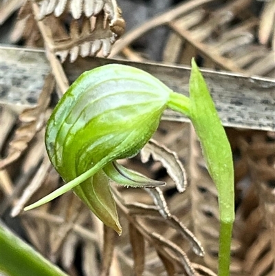 Pterostylis nutans (Nodding Greenhood) at Needles, TAS - 19 Oct 2024 by Clarel