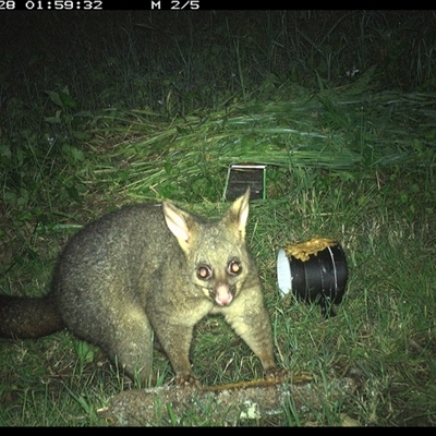 Trichosurus vulpecula (Common Brushtail Possum) at Tyndale, NSW - 27 Oct 2024 by topwood