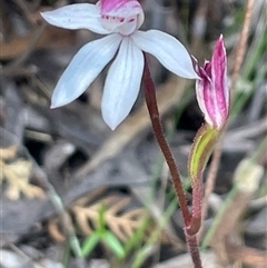 Caladenia alpina (Mountain Caps) at Needles, TAS - 19 Oct 2024 by Clarel