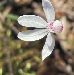 Caladenia alpina at Needles, TAS - suppressed