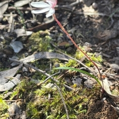 Caladenia alpina at Needles, TAS - suppressed