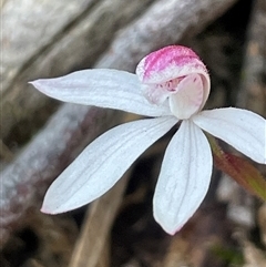 Caladenia alpina at Needles, TAS - suppressed