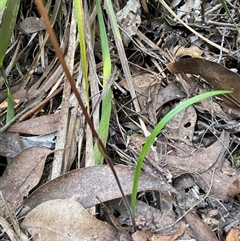 Caladenia alpina at Needles, TAS - suppressed