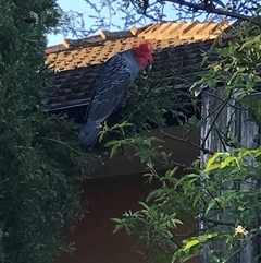 Callocephalon fimbriatum (Gang-gang Cockatoo) at Yarralumla, ACT - 28 Oct 2024 by Yarra6