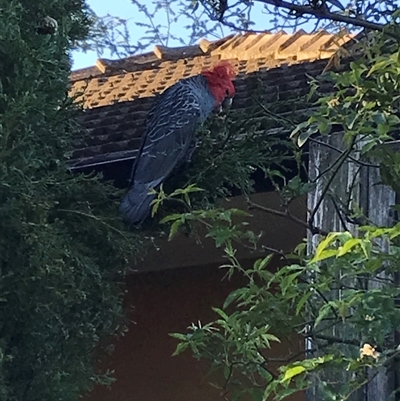 Callocephalon fimbriatum (Gang-gang Cockatoo) - 1 Jan 1900 by Yarra6