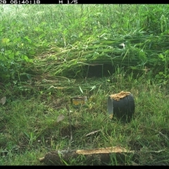 Gallirallus philippensis (Buff-banded Rail) at Tyndale, NSW - 27 Oct 2024 by Topwood