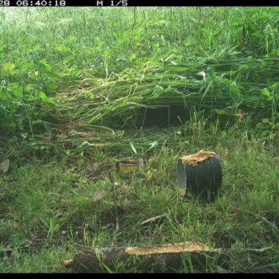 Gallirallus philippensis (Buff-banded Rail) at Tyndale, NSW - 27 Oct 2024 by Topwood