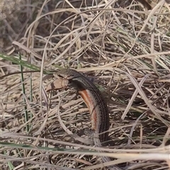 Carlia tetradactyla (Southern Rainbow Skink) at Kambah, ACT - 29 Oct 2024 by AlexSantiago