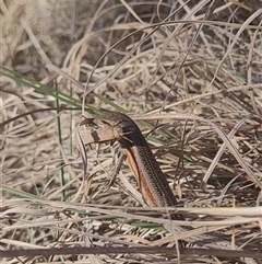 Carlia tetradactyla at Kambah, ACT - 29 Oct 2024 05:04 PM