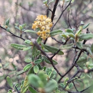 Pomaderris pallida at Kambah, ACT - suppressed