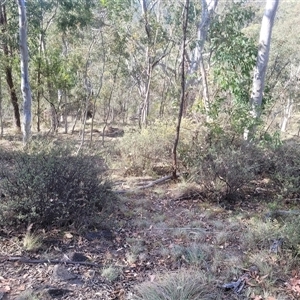 Pomaderris pallida at Kambah, ACT - suppressed