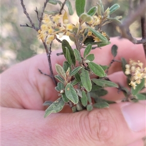 Pomaderris pallida at Kambah, ACT - suppressed