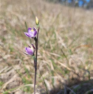 Thelymitra peniculata at Wanniassa, ACT - 21 Oct 2024