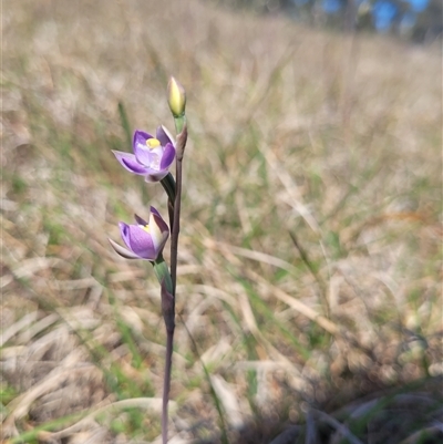 Thelymitra peniculata (Blue Star Sun-orchid) at Wanniassa, ACT - 21 Oct 2024 by AlexSantiago