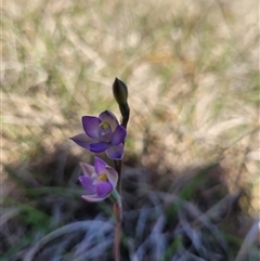 Thelymitra peniculata at Wanniassa, ACT - suppressed