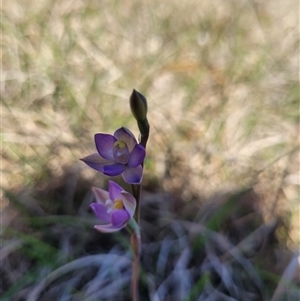 Thelymitra peniculata at Wanniassa, ACT - 21 Oct 2024