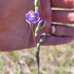 Thelymitra peniculata at Wanniassa, ACT - suppressed