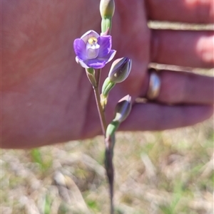 Thelymitra peniculata at Wanniassa, ACT - suppressed