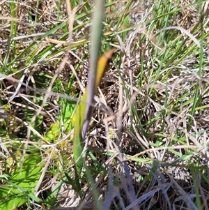 Thelymitra peniculata at Wanniassa, ACT - 21 Oct 2024