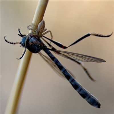 Leptogaster sp. (genus) (Robber fly) at Holder, ACT - 28 Oct 2024 by Hejor1