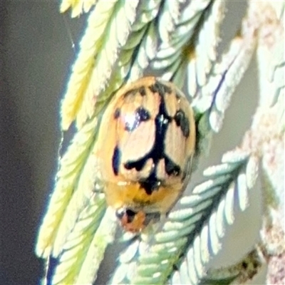 Peltoschema hamadryas (Hamadryas leaf beetle) at Holder, ACT - 28 Oct 2024 by Hejor1