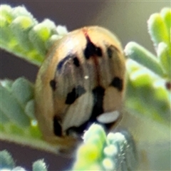 Peltoschema hamadryas at Holder, ACT - 28 Oct 2024 02:19 PM