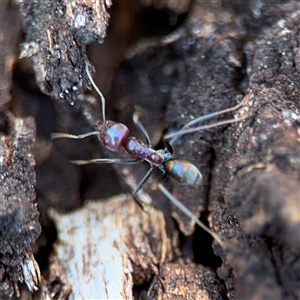 Iridomyrmex purpureus at Holder, ACT - 28 Oct 2024 03:42 PM