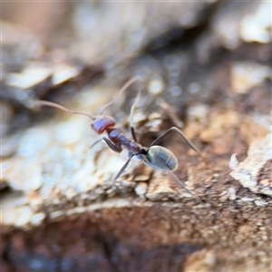 Iridomyrmex purpureus at Holder, ACT - 28 Oct 2024 03:42 PM