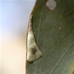 Creiis lituratus (Psyllid Bug) at Holder, ACT - 28 Oct 2024 by Hejor1